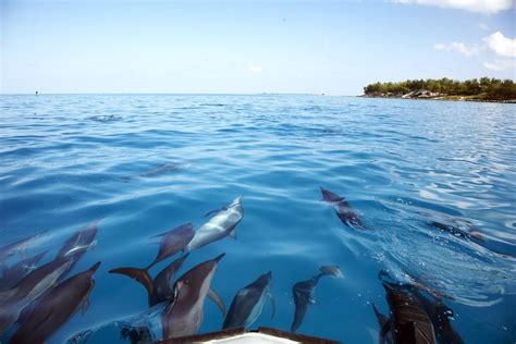 Federal Officials Seek Ban On Swimming With Spinner Dolphins In Hawaii