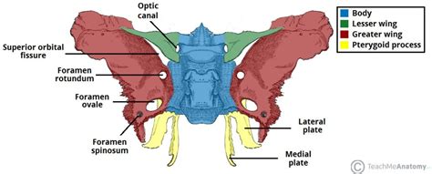 Sphenoid Bone Location Structure Function Teachmeanatomy