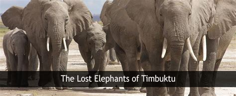 The Lost Elephants Of Timbuktu Sadhana Forest Sadhana Forest