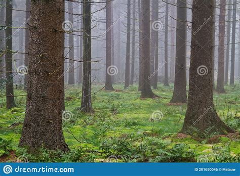 Misty Pine Forest Stock Photo Image Of Straight Stems 201650046