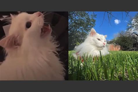 Las Mejores 102 Gato Meme Blanco Armadynemx