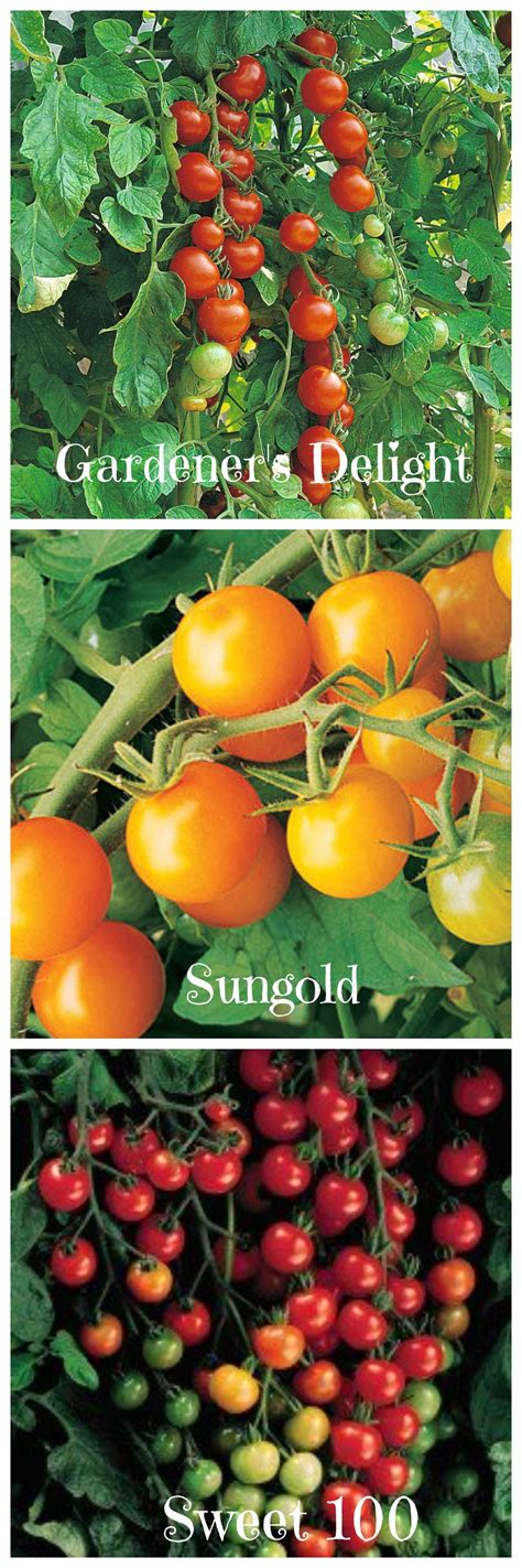 Tomato Dirt 122 How Sweet It Is 3 Cherry Tomato Varieties To Try