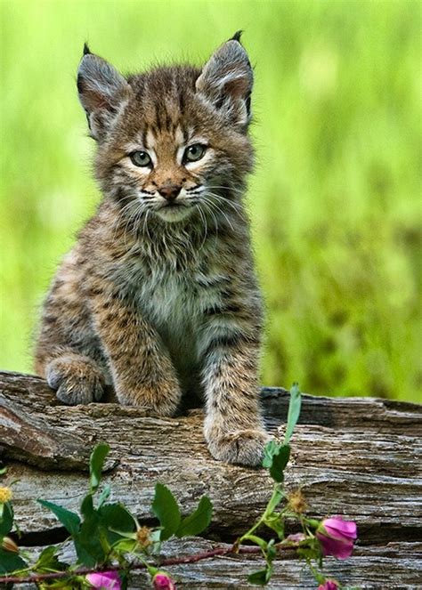 Inspiring Photo Lynx Kitten Posing 8687928