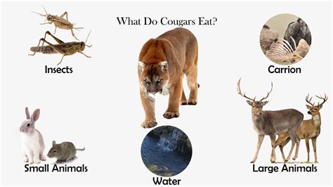 What Do Cougars Eat Feeding Nature