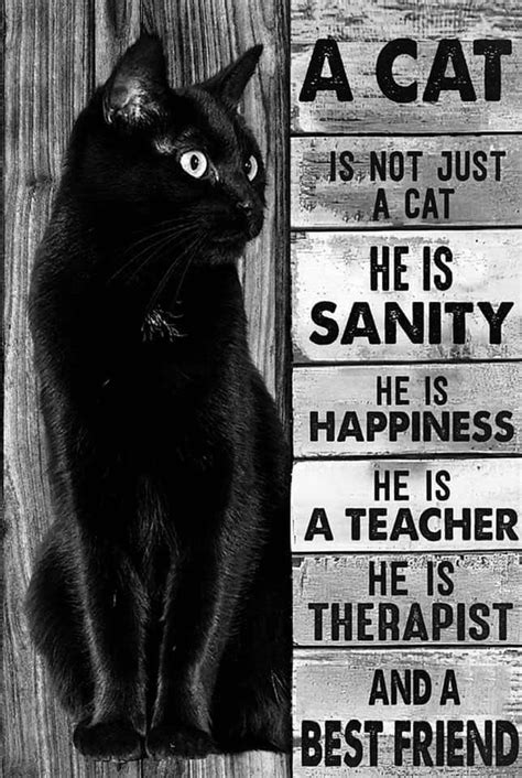 Pin By Ritu Saluja On Black Cats Galore Cats Cat Quotes Crazy Cats
