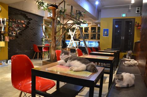 The 8 Cutest Cat Cafes That Make The Earth A Better Place