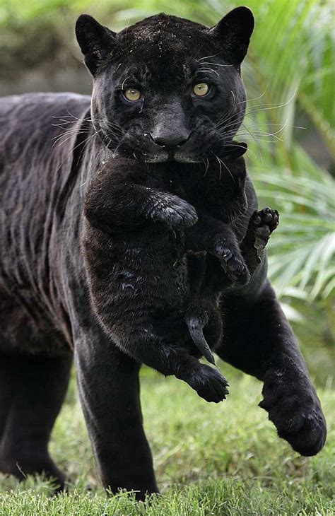 Again Not Exactly Sweet But I Love Black Panthers Go Goula
