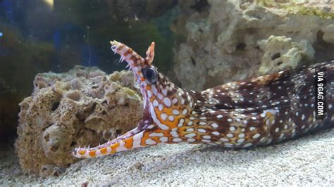 Coral reefs up to 60 meters deep. This a Japanese Dragon Moray eel. I named her Sassy. - 9GAG