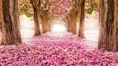 Free Download Sakura Trees Pink Flower Spring Nature Hd Wallpaper