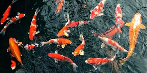 Koi Wallpaper Fish Moving Screen Download For Android 1000x500