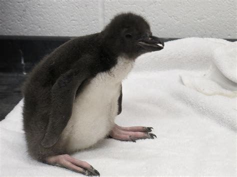 Macaroni Penguin Hatchling Welcomed At Pittsburgh Zoo And Ppg Aquarium