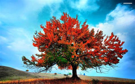 Beautiful Red Autumn Tree Wallpapers Beautiful Red