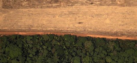 Амазонската прашума за 18 години изгубила површина колку територијата ...