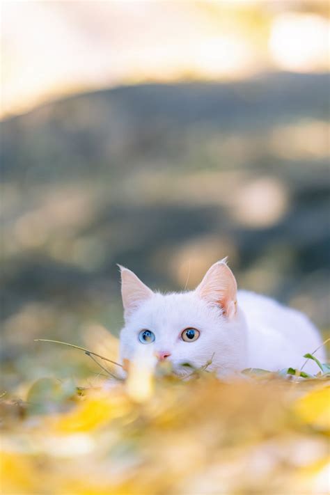 Tìm hiểu hơn 95 điện thoại cute hình nền mèo chibi hay nhất Tin học