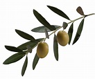 Free Olive Branch, Download Free Olive Branch png images, Free ClipArts ...