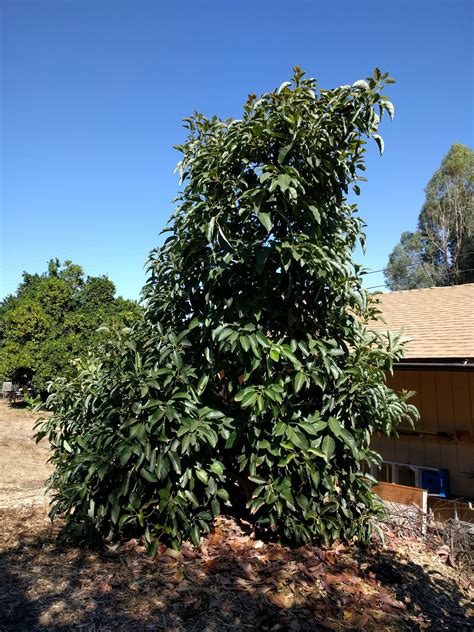 Fuerte Avocado Tree Greg Alders Yard Posts Food Gardening In