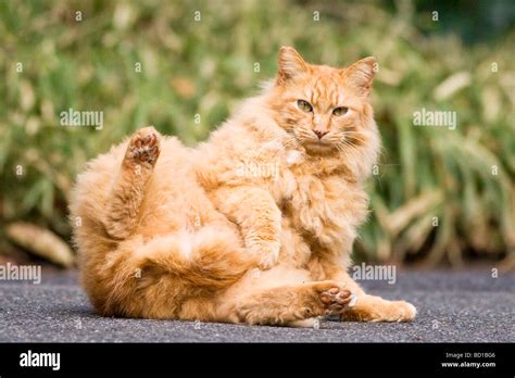 Portrait Of A Fat Cat Lying Down In The Road Stock Photo Alamy