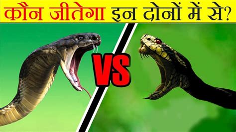 कौन जीतेगा King Cobra Vs Rattle Snake Snake Fight Youtube