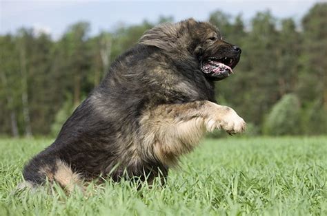 5 Best Russian Dog Breeds