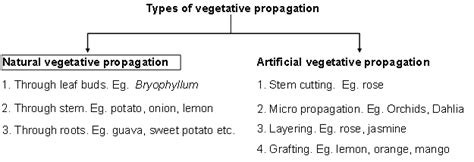 Cbse Class 10 Biology Reproduction Asexual Reproduction Cbse