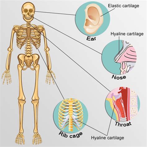 Your Guide To Understanding The Types Of Cartilage In The Human Body