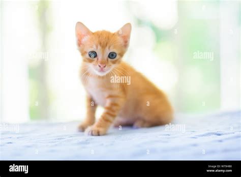 Baby Cat Images Cute Baby Cat Vector Illustration 2047536 Vector Art