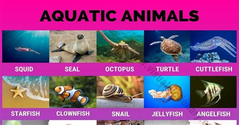 Aquatic Animals Pictures