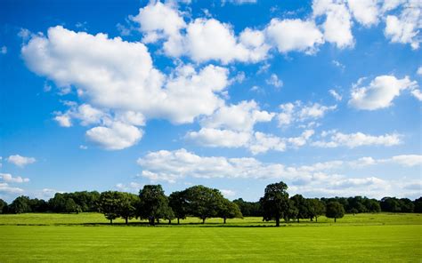 Trees On The Green Field Wallpaper Nature Wallpapers 22021
