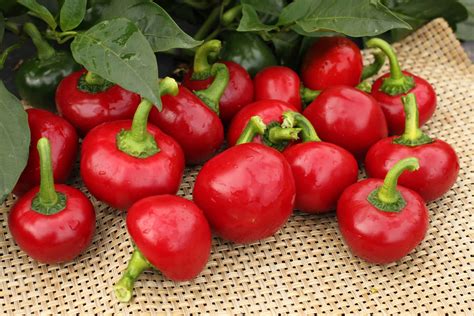 hot cherry pepper seeds gardening and plants floral and garden crafts
