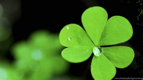 Four Leaf Clover Wallpapers Top Free Four Leaf Clover Backgrounds Wallpaperaccess