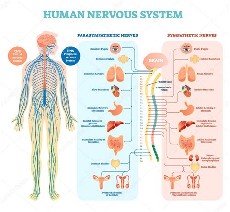 It has three main divisions, namely,the forebrain, the midbrain, andthe hindbrain. Human nervous system medical vector illustration diagram ...