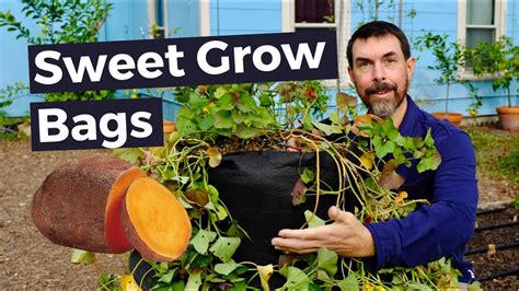 Easy Planting Sweet Potato In Grow Bags Youtube