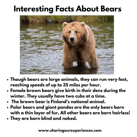 A Intresting Fact About Animals For Kids 13 Amazing Facts About The