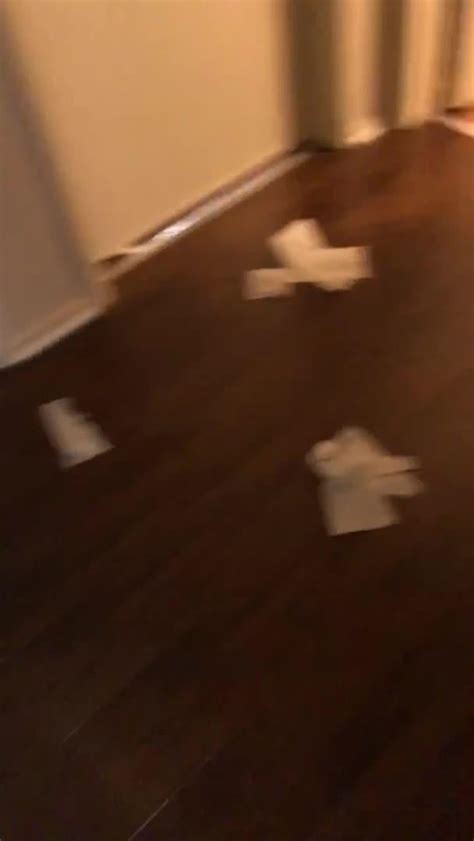 Cat Unrolls Toilet Paper All Over The Floor Jukin Licensing