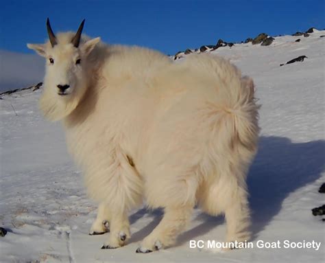 Gallery Of Photos And Videos About Mountain Goats