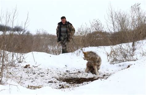 Chernobyl Aftermath Animals Chernobyl Disaster Wildlife Thriving As