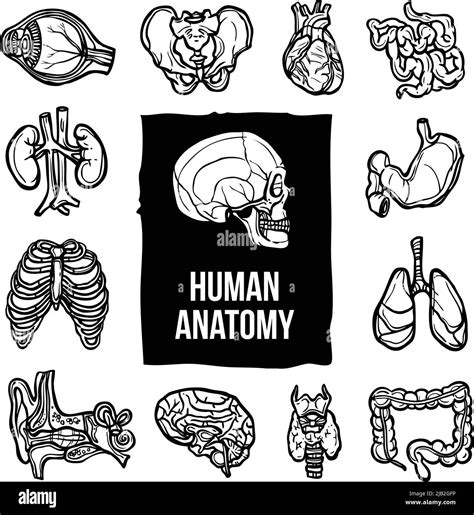 Human Anatomy Internal Body Organs Sketch Decorative Icons Set Isolated