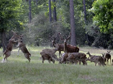 Check spelling or type a new query. Awesome Exotic Game Ranch 1.5 Hour : Ranch for Sale in ...