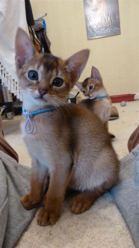 Lovely Pedigree Abyssinian Kittens Stoke On Trent