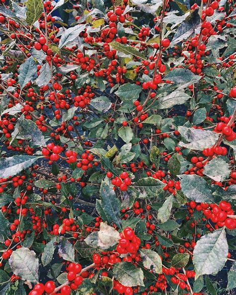 So Many Berries On This Beautiful ‘winter Red Winterberry These