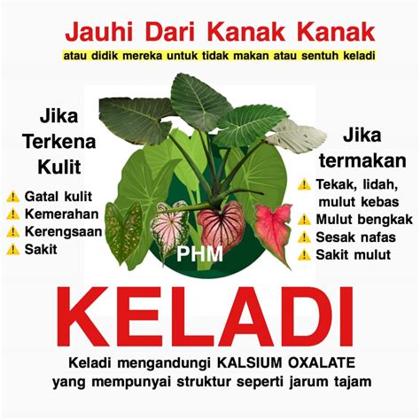 Bagi keladi gajah atau keladi gergasi, penanamannya kelihatan lebih menarik apabila pokok bunga mawar, bunga lili atau carnation dijadikan objek hiasan bawahan. Pokok keladi hiasan - indah dilihat tapi jaga-jaga dengan ...