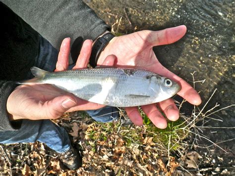 Amazon's choice for herring fish. River Herring, the Fish You Didn't Know You Needed - UConn ...