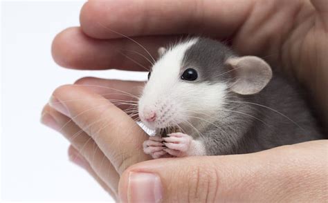Do Pet Mice Smell Control Odor In A Mouse Cage Hutch And Cage