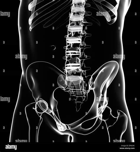 Human Pelvic Bones Artwork Stock Photo Alamy