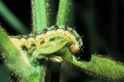 Corn Earworm Update Cotton And Soybean Virginia Ag Pest