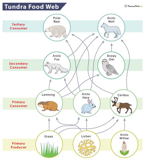 Tundra Food Chain Examples And Diagram