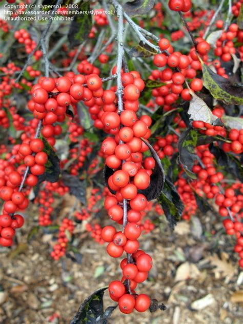 Plantfiles Pictures Winterberry Holly Black Alder Maryland Beauty