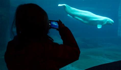 Vancouver Aquariums Sick Beluga In Stable Condition Globalnewsca