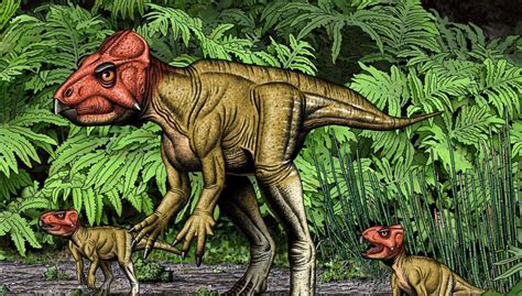 Small Horned Dinosaur From China A Triceratops Relative Walked On Two