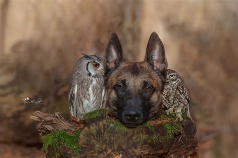 An Adorable And Unlikely Friendship Between An Owl And A Dog